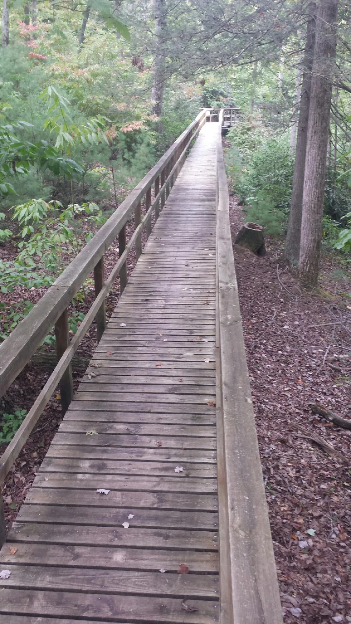 Long wood walkway with handrails built through the woods in Paskenta